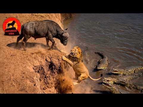 REI LEÃO | Batalhas de Sobrevivência na Poeira Vermelha #animaisselvagens | Natureza Vida