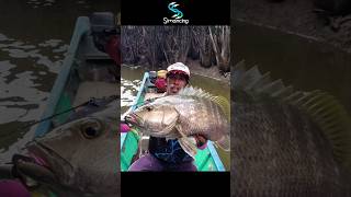 Download lagu light casting Kakap Besar di Spot Berbusa #mancing #fishing #simancing mp3