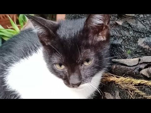 my cute little cat🎀🎀|Anila eldo|yemankuttan|🐱🐱