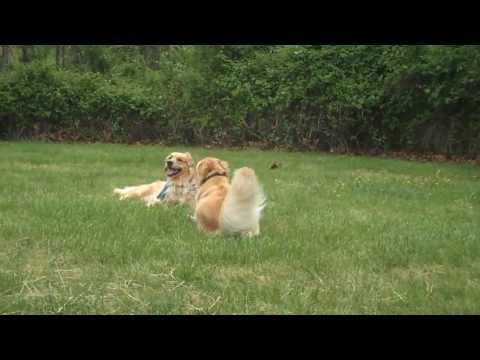Golden Retrievers Playing at Birthday Party