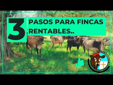 3 PASOS PARA LOGRAR QUE HAYA RENTABILIDAD EN LAS FINCAS GANADERAS..
