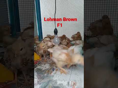 LohmanBrown F1 #cusupdate #ayampetelur #customerreview #ayampenelur