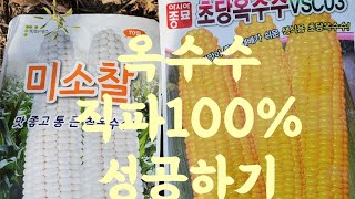 옥수수 씨앗 파종 하는방법