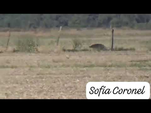 Sofía Coronel en el Arañado provincia de Córdoba.. 2025