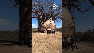 Tree of life in Africa #shortvideo #shorts