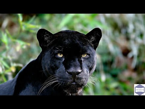 Florida Panther Animal Facts - Top Amazing Facts About Black Panther - Animal And Pets