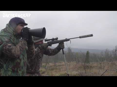 Lockjakt på älg - Trailer