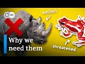 How Losing Biodiversity Could Be Killing Us
