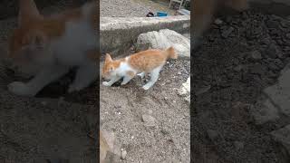 Download lagu anak kucing berak part 1 #shorts mp3