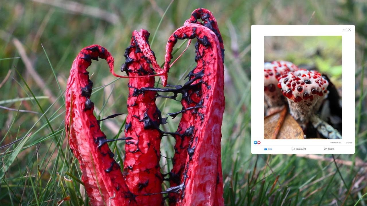 Fantastic Fungi: Exploring the Strangest and Most Bizarre Mushrooms Worldwide