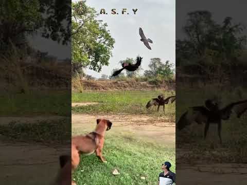 EAGLE VS ROOSTER ; burung elang memburu ayam jago tepat di hadapan seekor anjing #animals #shorts