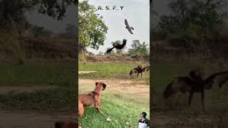 Download lagu EAGLE VS ROOSTER ; burung elang memburu ayam jago tepat di hadapan seekor anjing #animals #shorts mp3