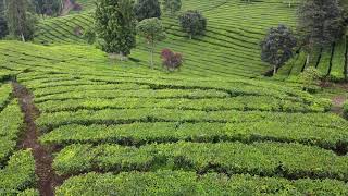 Download lagu Free Footage - Aerial video perkebunan teh #1 mp3