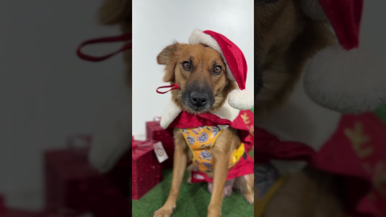 Cinnamon-One of our Amazing Rescue Dogs, an adopted mixed breed in Placerville, CA video 2/2