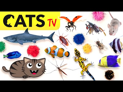 CAT GAMES 📺🪳 2024 Ultimate CATS TV Compilation 🐠😻🦂 4K 60 FPS [5 HORAS]