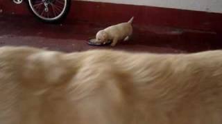 preview picture of video 'cachorros labrador retriever  1mes ciempozuelos'