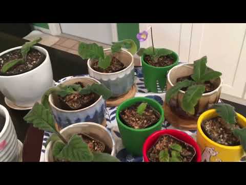 Streptocarpus Introduced aka Cape Primrose