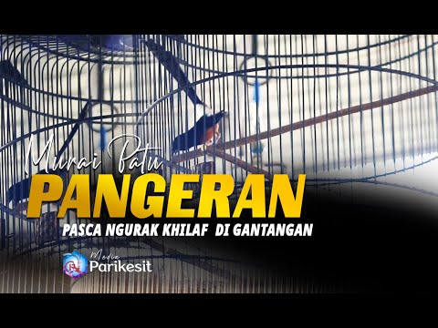 Pasca Mabung Murai Batu Pangeran Mr.Agus Changi Masih Khilaf Di Gantangan dg Mekanik Ryan D'feghtr