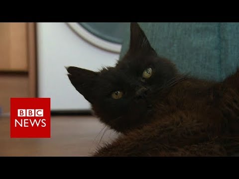 Watch lagu Images Videos News Cat Missing, Watch Images News Cat Missing free Watch Images, Watch Images News Cat Missing