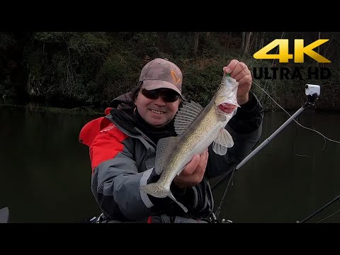 Douro river is full of Zanders (4K ULTRA HD)