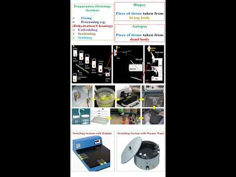 Preparation Histology Sections   #geneticteacher