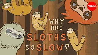 Kenny Coogan & Addison Anderson - Why Are Sloths So Slow?