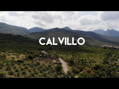 Where does the guava we eat come from? - Calvillo, Aguascalientes, the guava capital of the world