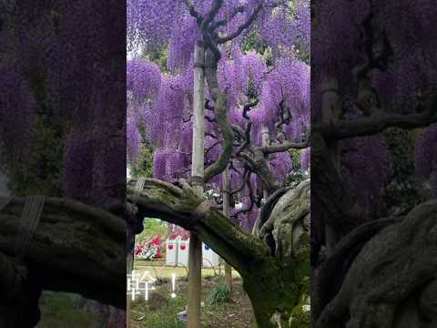 ashikaga folwer beautiful park 🏞️🏞️
