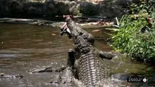 preview picture of video 'Krokodil - Fütterung in Kenia ( Test proDAD Respeedr )'