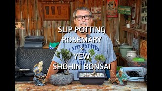 Slip Potting a Rosemary and Yew for Display