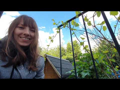 Weinreben für Selbstversorger | Pflege im eigenen Garten