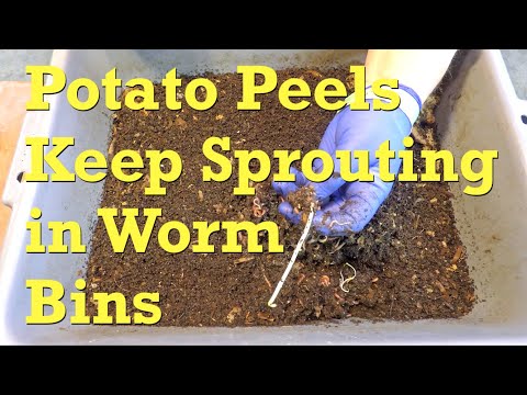 Raw potato peels keep growing after 31 days in ANC worm bins - vermicompost
