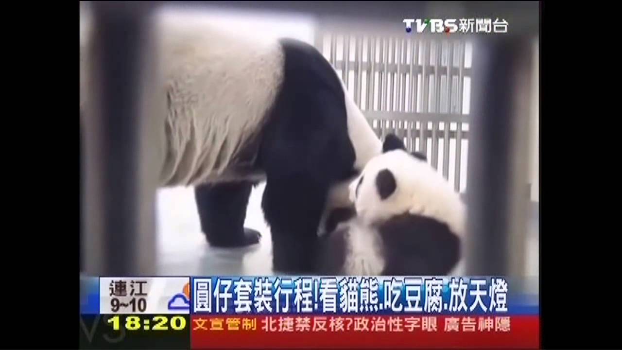 圓仔套裝行程! 看貓熊、吃豆腐、放天燈