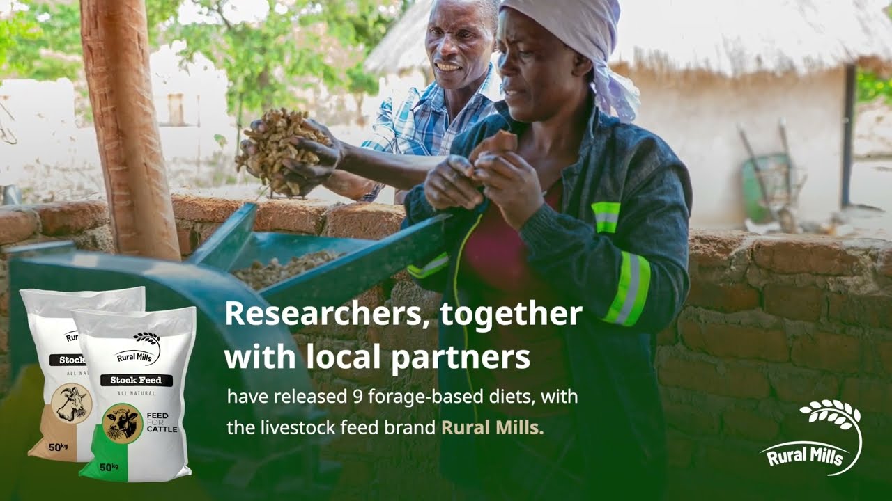 Commercialization of legume forage and crop residue-based feeds in Zambia and Zimbabwe