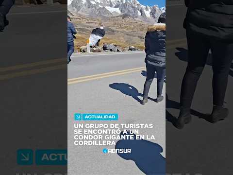 Impactante: Un grupo de turistas brasileros se encontró a un condor gigante en la cordillera