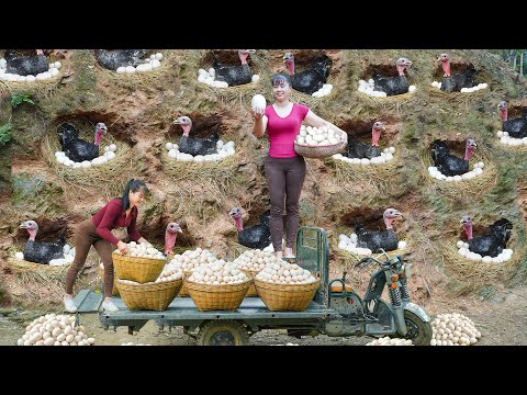 REWIND TIMELAPSE --251 Days Harvest A Lot Of Ducks Eggs, Turkey Eggs, Chicken Eggs Go To Sell