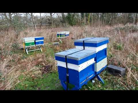 3.2022. Apicultura romaneasca in Anglia-A venit primavara (la unii dintre noi🤪)