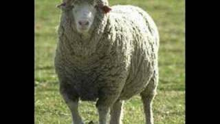 Pig Sheep and Wolves