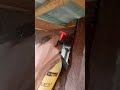 Hitungan Detik Kumbang Kayu Langsung Musnah Dengan Bahan Seadanya