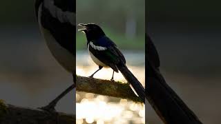 Download lagu burung murai robin yang lucu #shorts #shortsfeed #shortvideo #magpierobin mp3 Download lagu burung murai robin yang lucu #shorts #shortsfeed #shortvideo #magpierobin mp3