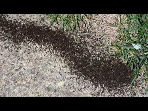 A Massive Colony of Pavement Ants Swarming...