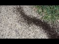 A Massive Colony of Pavement Ants Swarming the Yard in Howell, NJ