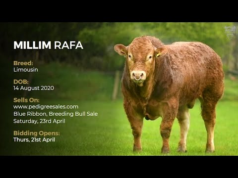 MILLIM RAFA - Limousin - Pedigree Sales