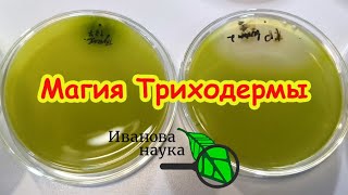 Секретный ингредиент для рекордного урожая: это поможет. Кто лучший помощни?