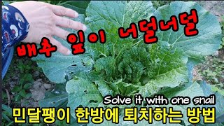 배추잎이 너덜너덜! 민달팽이 한 번에 죽는다~ Solve it with one snail.