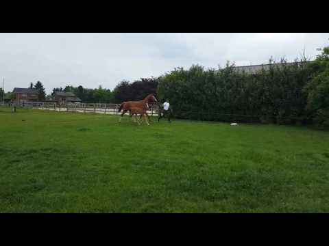 Quinten AEG "Nabab de rêve x Chin chin"