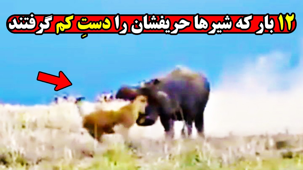 لحظات دیده نشده ای که حماقت شیرها آنها را به کام مرگ کشاند