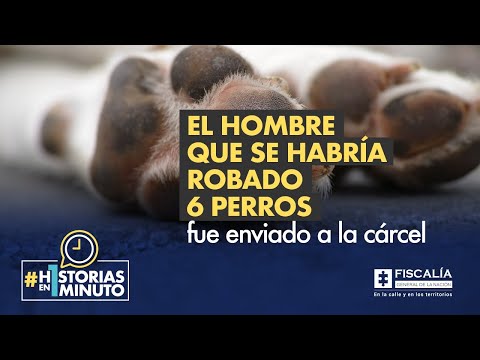 El hombre que se habría robado 6 perros fue enviado a la cárcel