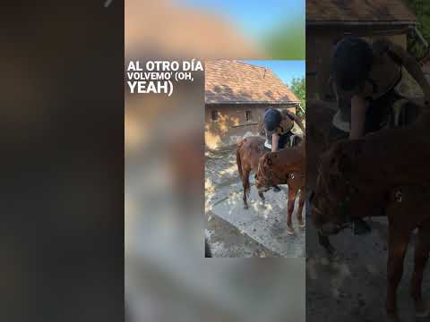 Illem 🥰 #horse #equestrian # summer