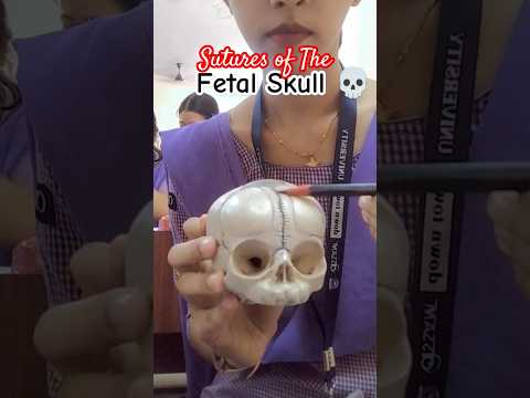 Fetal Skull 💀|sutures|Nursing students #nursingstudent #fetal #skull #anatomy #viral #youtubeshorts